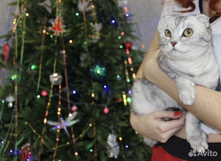 Шотландская вислоухая кошка