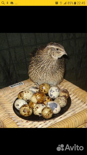 Яйца перепелиные,мясо перепелов,суточные перепелят