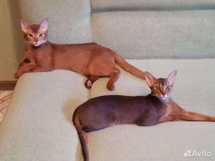 Абиссинская