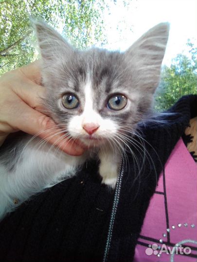 Котенок в добрые руки