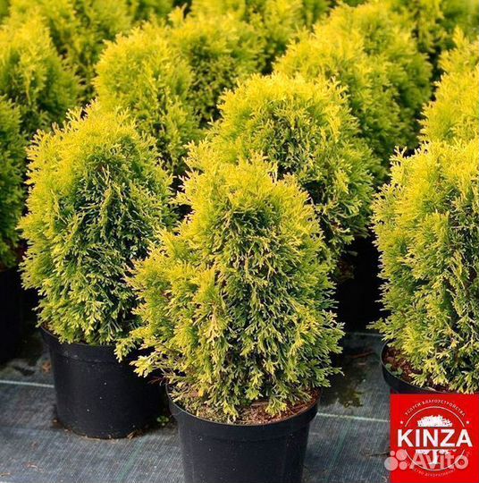 Туя смарагд 2,04 м