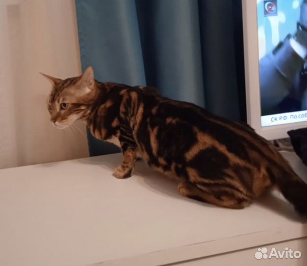 Бенгальская