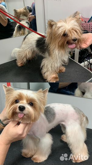 Грумер для собак