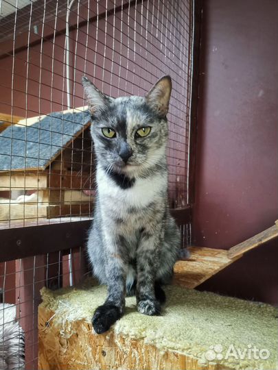 Кошка в добрые руки