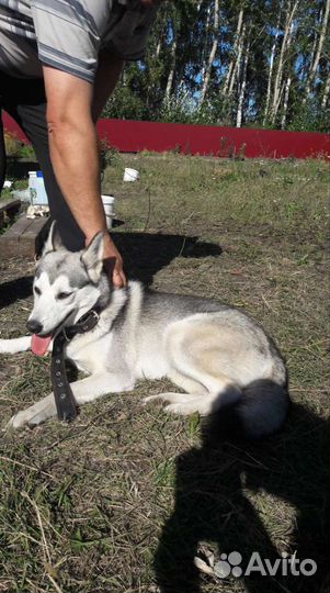 Семья Хаски