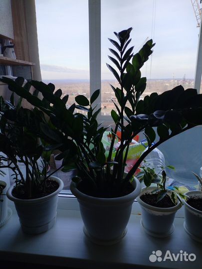 Замиокулькас