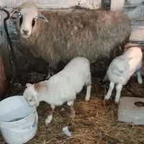 Сельхоз животные