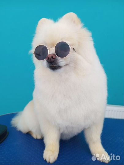 Шпиц на вязку