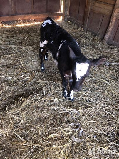 Продам телочку и бычка