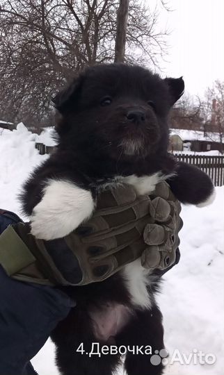 Щенки восточноевропейской овчарки(метисы)