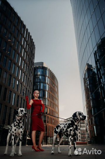 Далматины для фотосессий и праздников