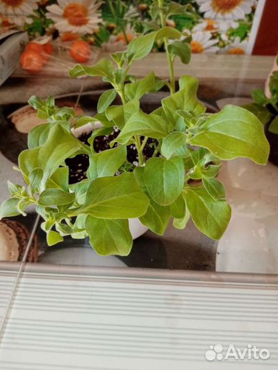 Петуния балконная, рассада