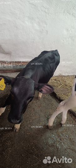 Крс телята, бычки