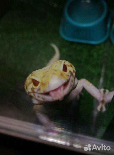 Передежка собак и мелких животных. Выгул