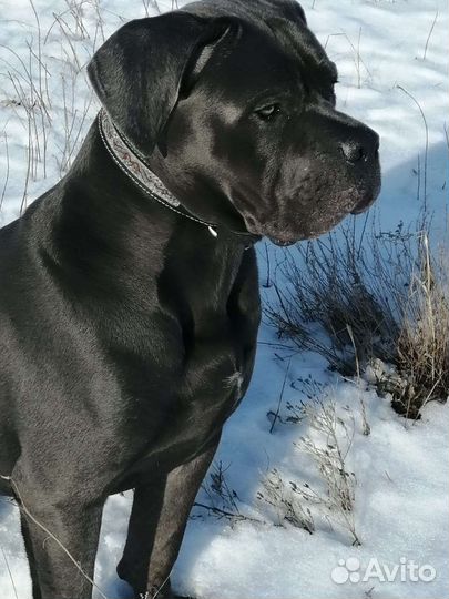 Кане Корсо вязка