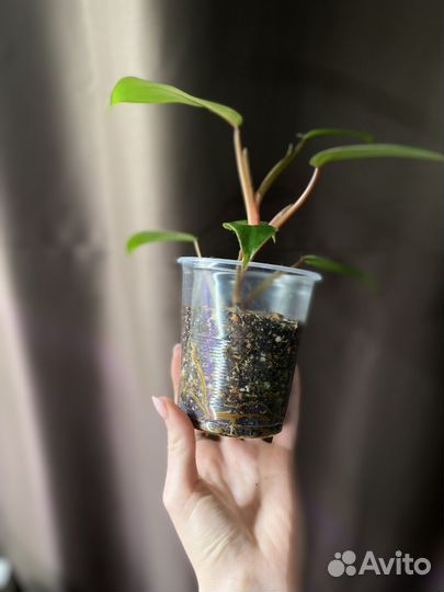 Филодендрон