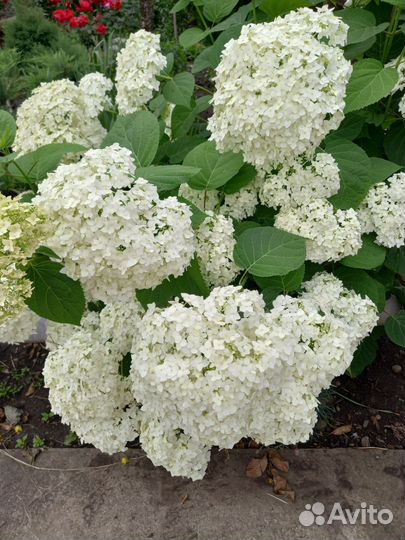 Цветы для сада