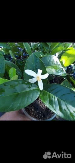 Цитрусовые