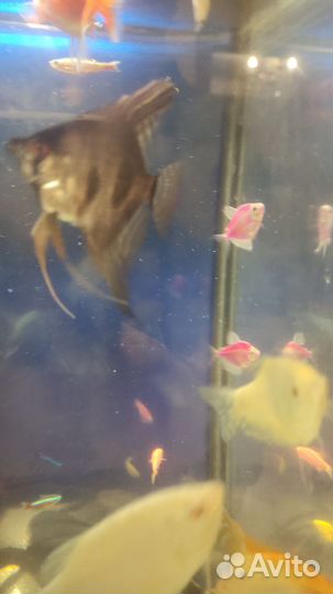 Рыбки Скалярии