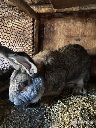 Продам кроликов