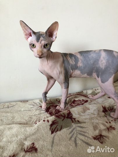 Канадский сфинкс эльф