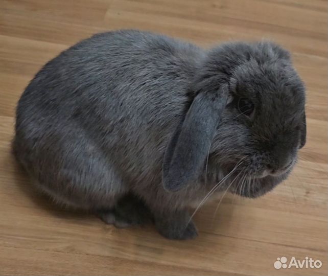 Кролик вислоухий с дорогой клеткой