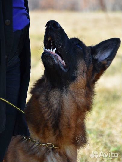 Дрессировка собак с передержкой