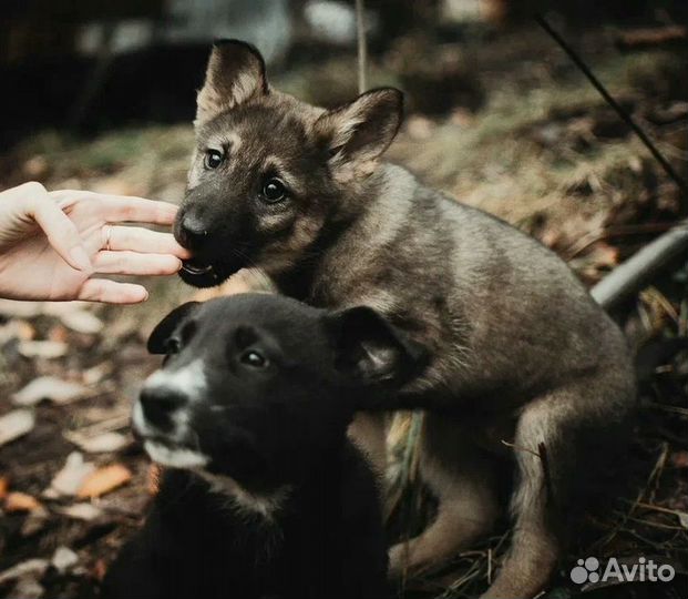 Собака в добрые руки щенок