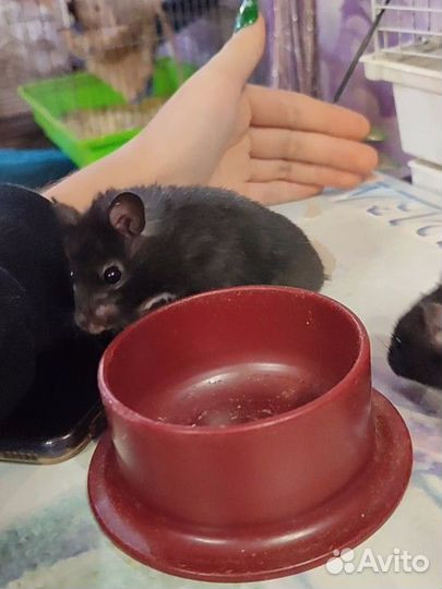 Сирийский хомяк