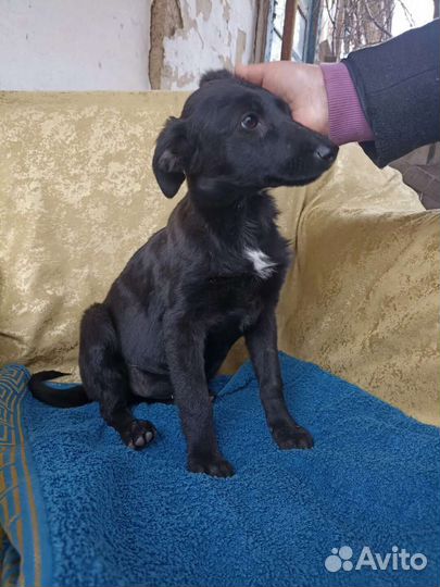 Девочка стерилизована семь мес