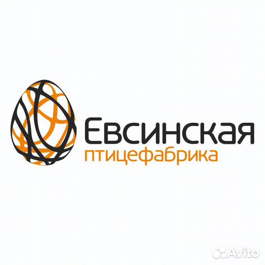 Куры несушки