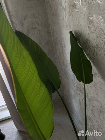 Стрелиция Николая