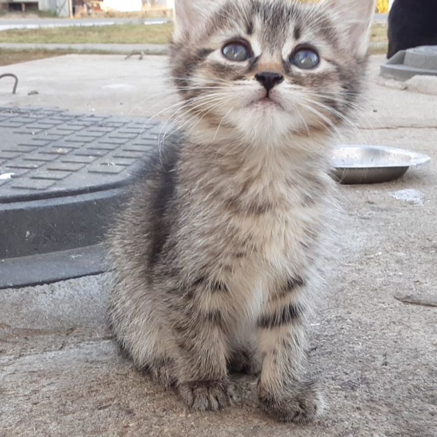 Кошечка в добрые руки