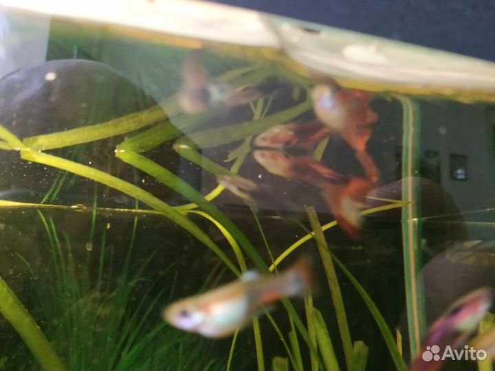 Рыбки Гуппи