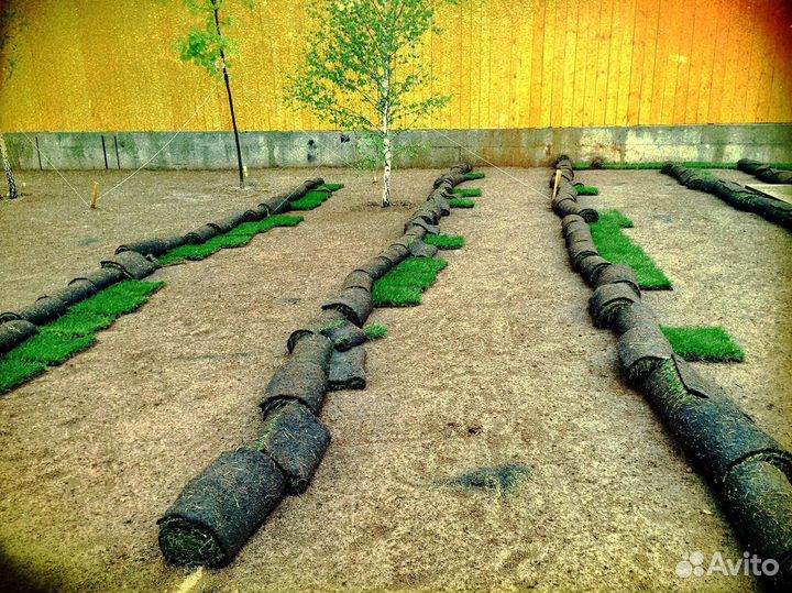 Теневыносливый рулонный газон. Укладка с гарантией