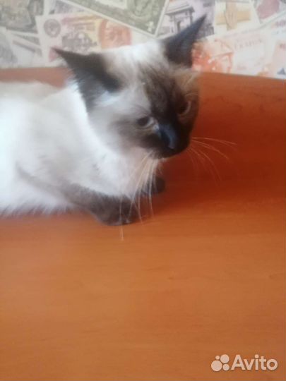 Кошка
