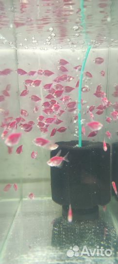 Аквариумные рыбки