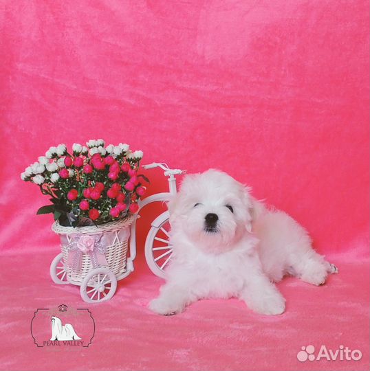 Мальтезе мальчик
