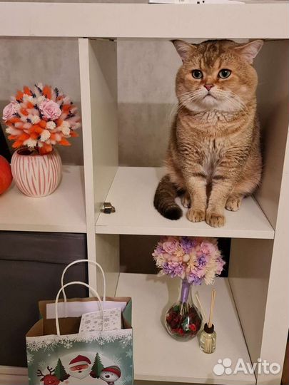 Британский кот вязка