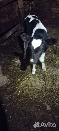 Продам бычка