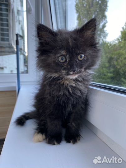 Котенок девочка