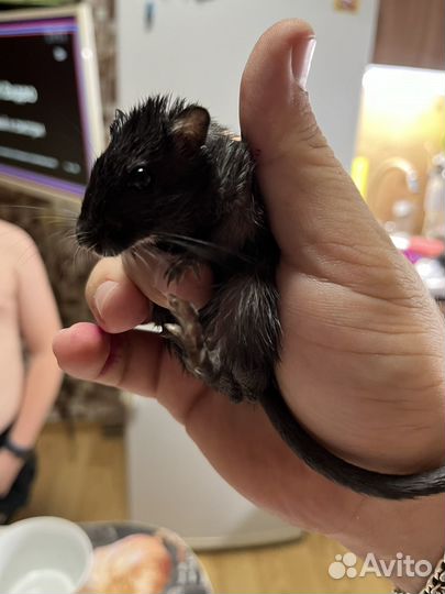 Монгольская песчанка