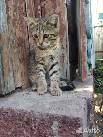 Пасхальные котята