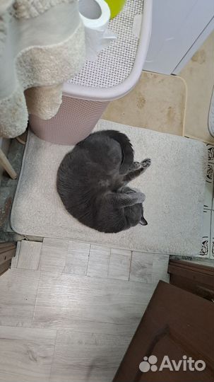 Вязка с Британским котом