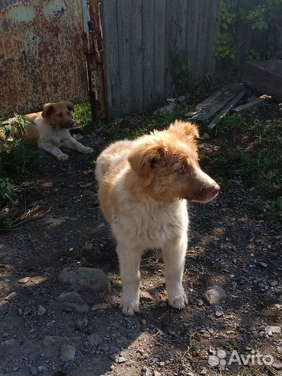 Щенок в добрые руки