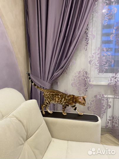 Бенгал из питомника Bengystar