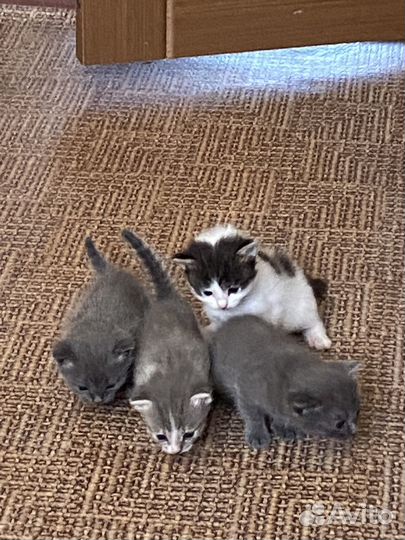 Котята