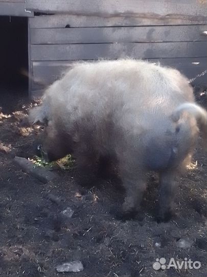 Хряк венгерской мангалицы