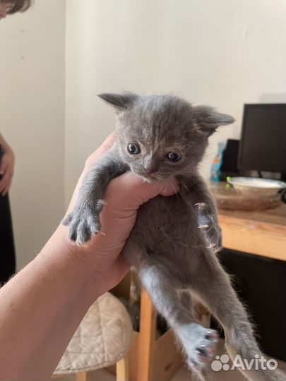 Вислоухие котята