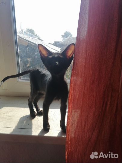 Ориентальные котята